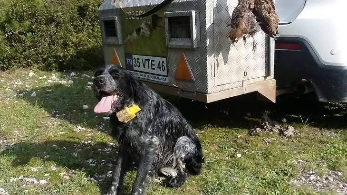 Kaybolan av köpeği iki günlük arama sonunda bulundu