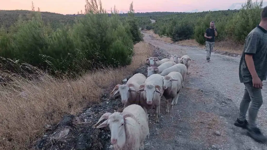 Kayıp koyunlar 12 saat sonra bulundu