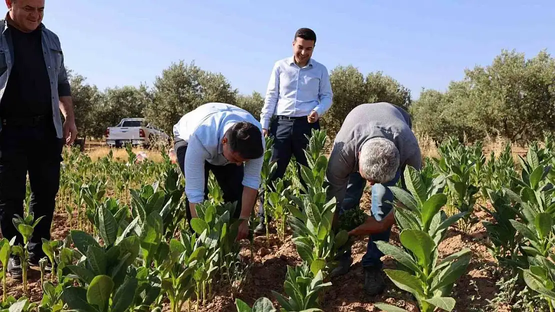 Kaymakam Gündoğdu ve Cumhuriyet Savcısı Tan tütün hasadına katıldı