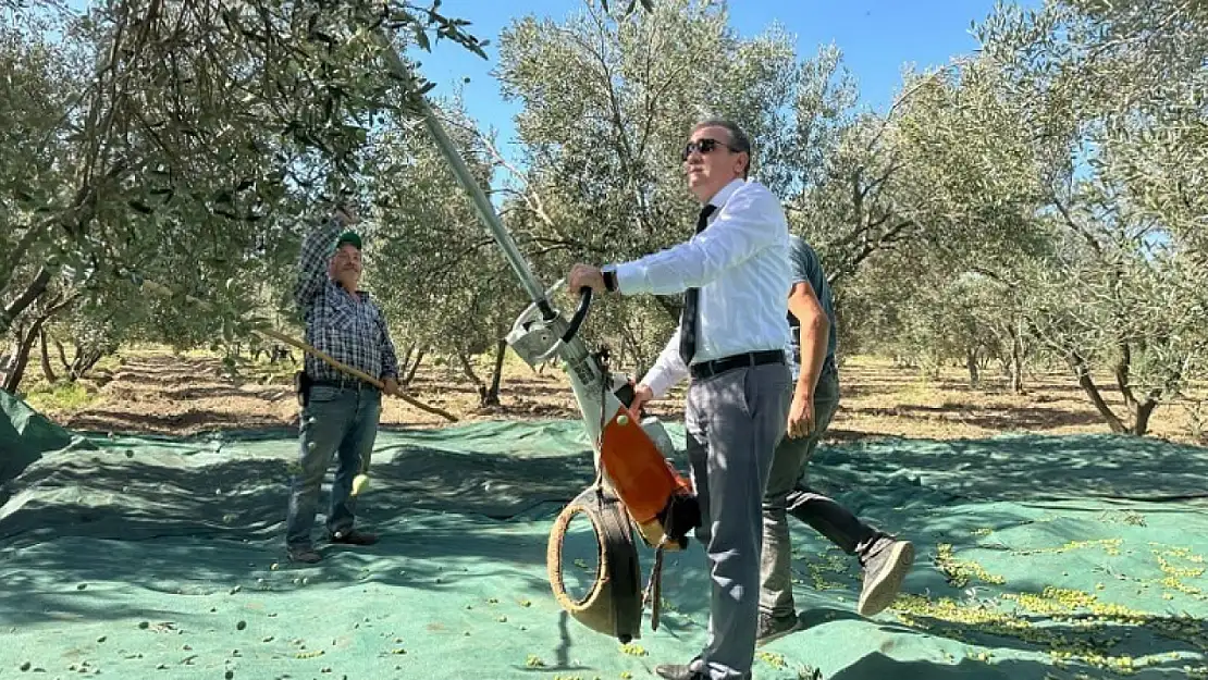 Kaymakam İlyas Memiş, Çoruk Mahallesi'nde zeytin hasadına katıldı