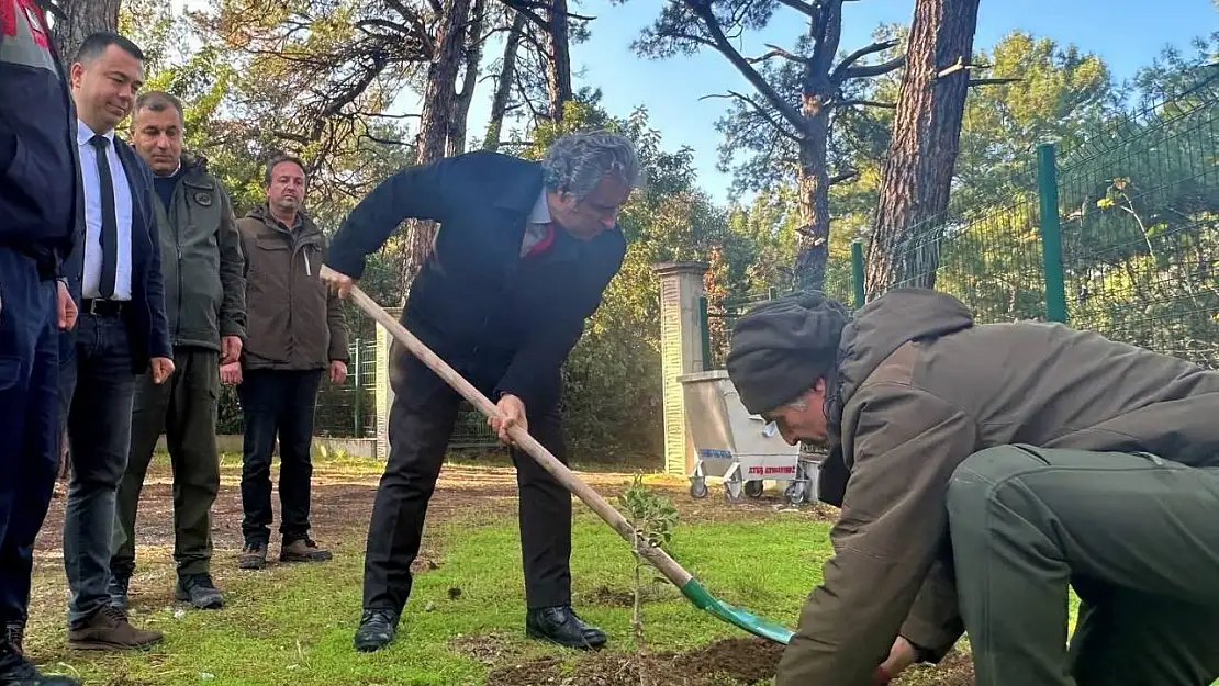 Kaymakam Keklik'ten sakız ağacı fidanlarına bahar bakımı