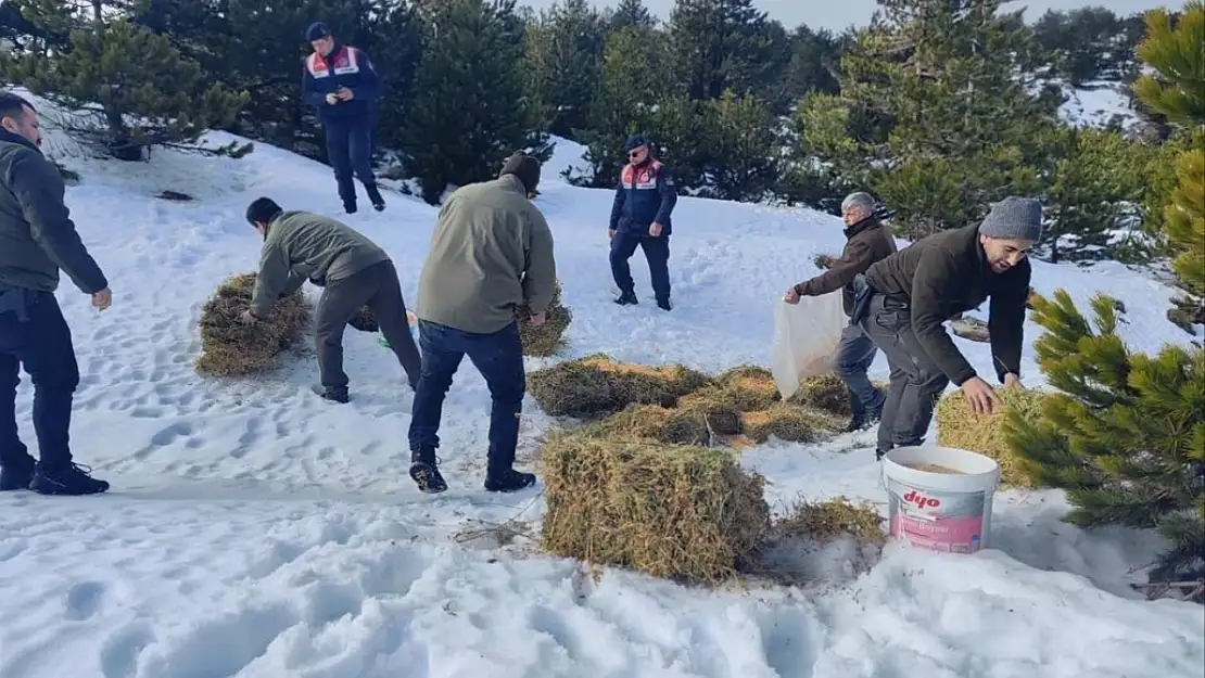 Kazdağları'nda yoğun kar yağışı nedeniyle yaban hayvanlarına yem bırakıldı