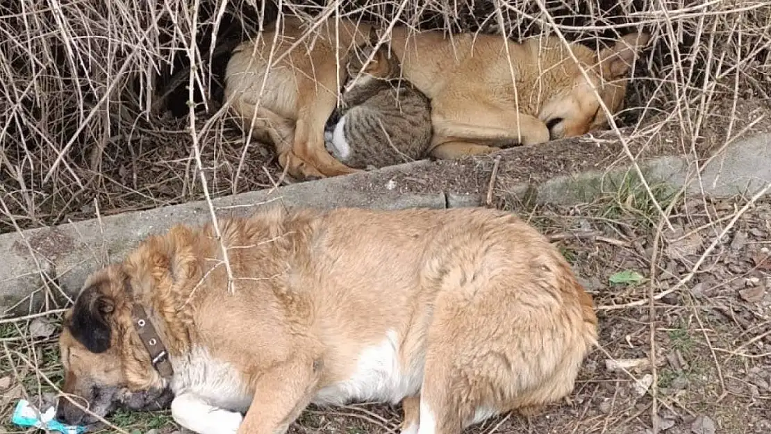 Kedi ile köpeğin kucak kucağa uyuduğu anlar kameraya yansıdı