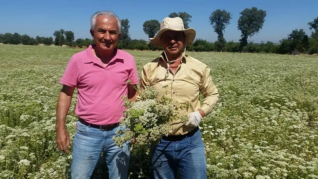 Kekik ve pamukta yaşanan rekolte ve fiyat kaybı üreticisi zor durumda bıraktı