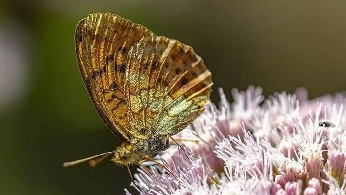 Kelebeğin rehberliğinde Gediz Nehri