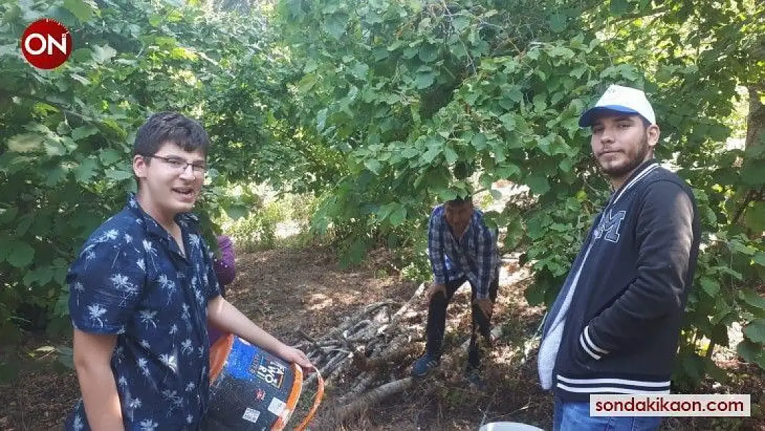 Kepsut fındığı Karadeniz fındığına rakip oluyor
