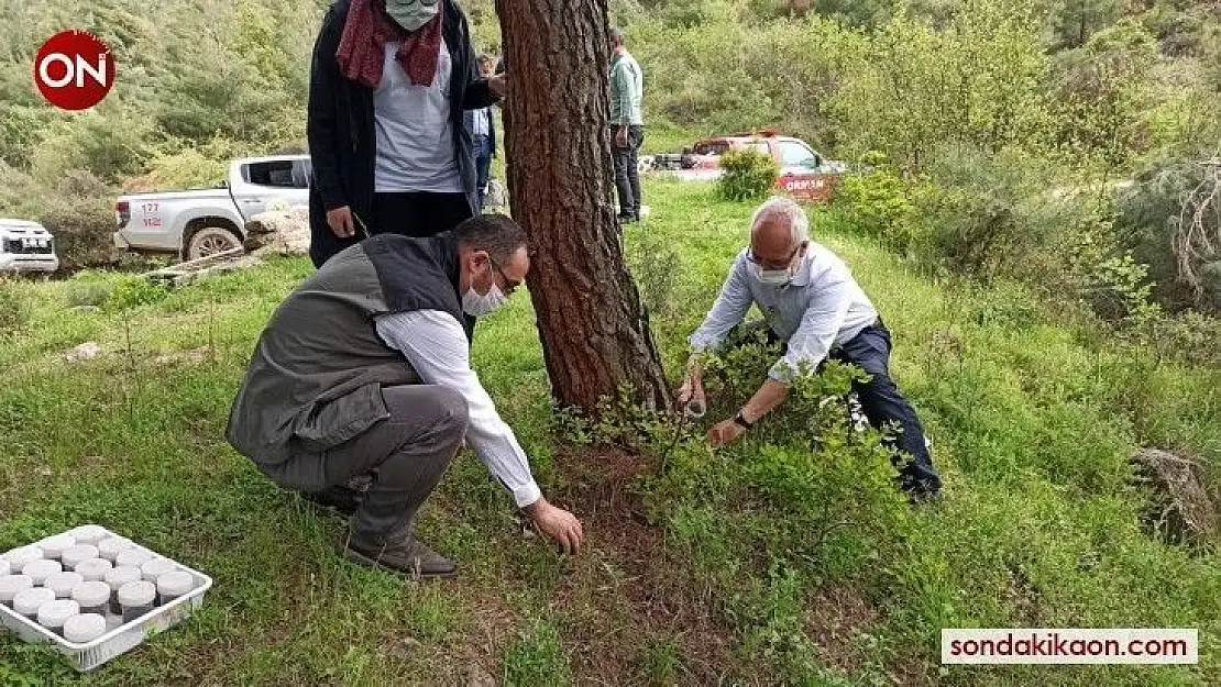 Kestane ağaçlarına zarar veren Gal arılarına karşı biyolojik mücadele