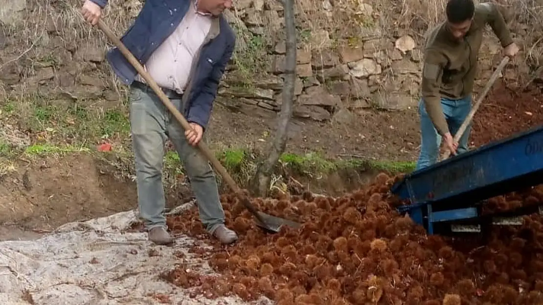 Kestanede bu yıl verim az kalite yüksek