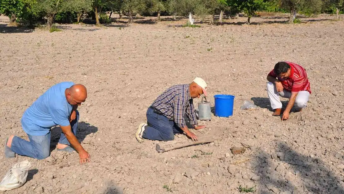 Kırkağaç kavununda ekim yapıldı, hasat ağustosta