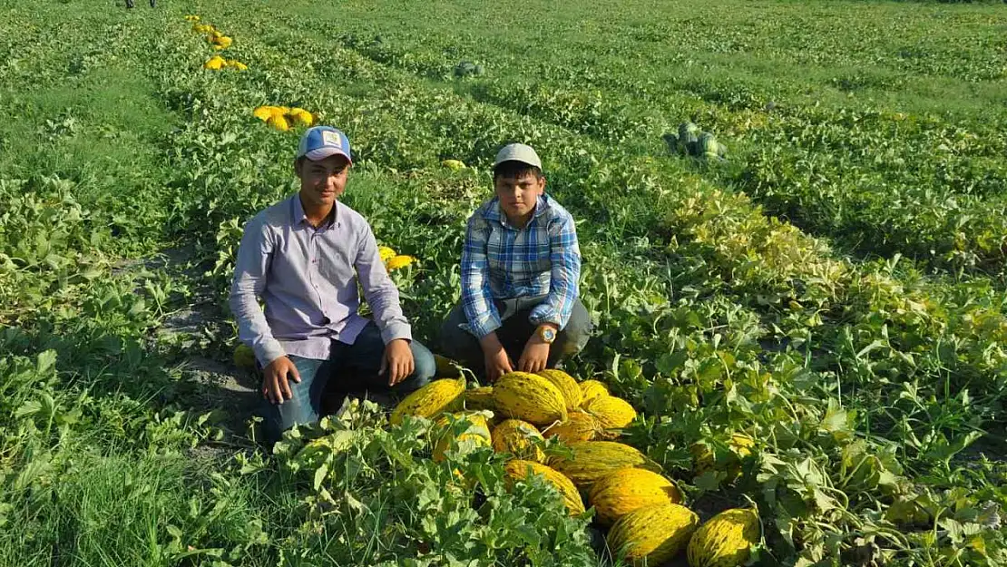 Kırkağaç kavununda ilk hasat yapıldı