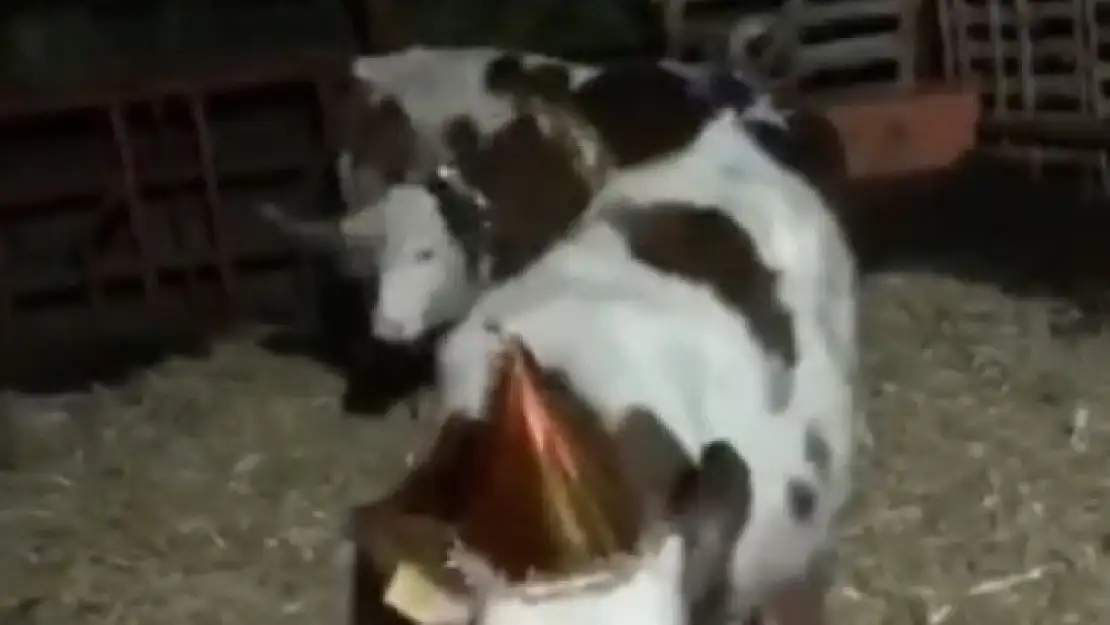 Kısıtlama olunca yeni yıla inekleriyle girdi