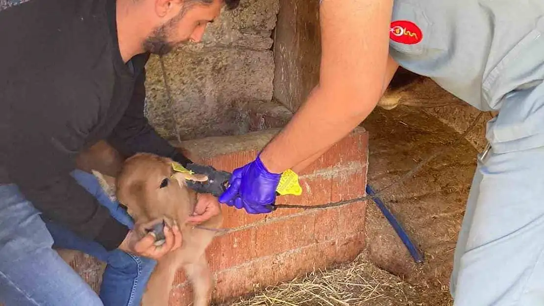 Koçarlı'da büyükbaş hayvanların aşılanması devam ediyor