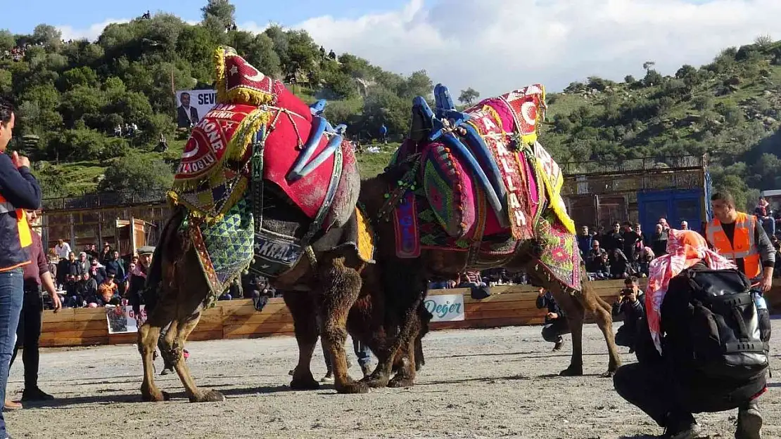 Koçarlı'da Deve Güreşi Festivali için geri sayım başladı