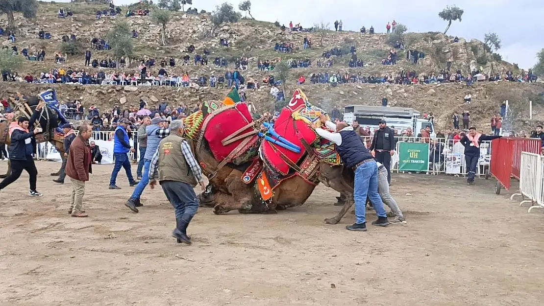 Koçarlı'da develer arenaya indi, şampiyonluk için güreşti