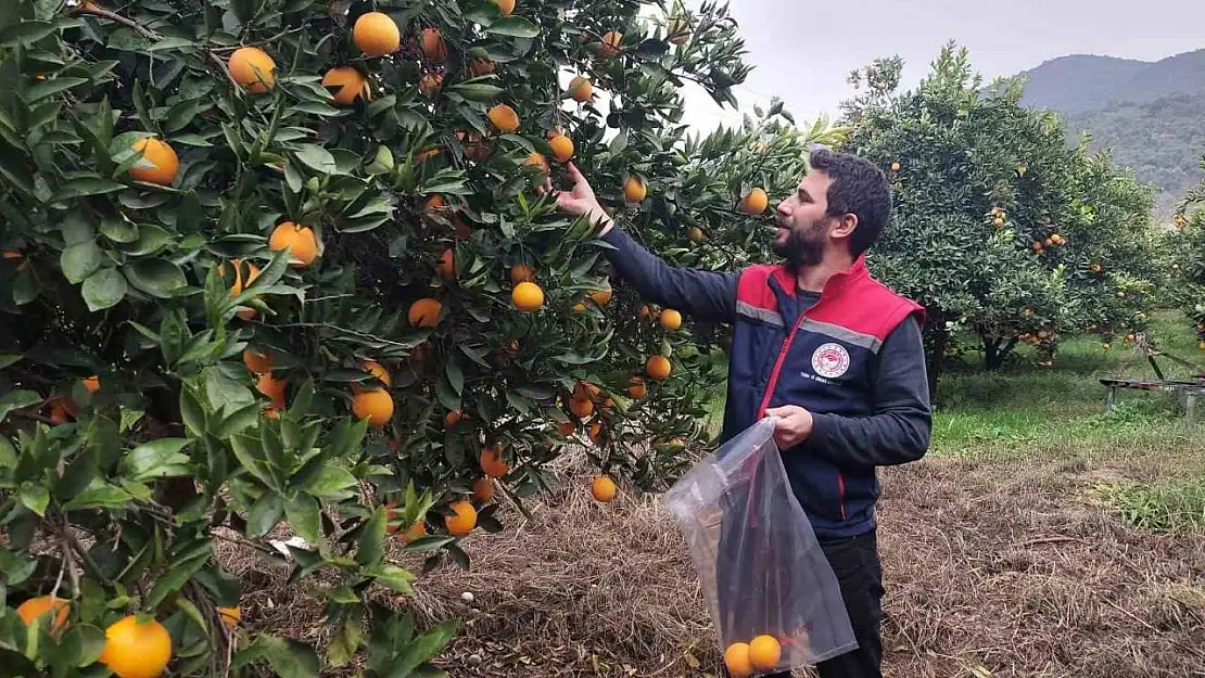 Koçarlı'da narenciye bahçeleri kontrol altında