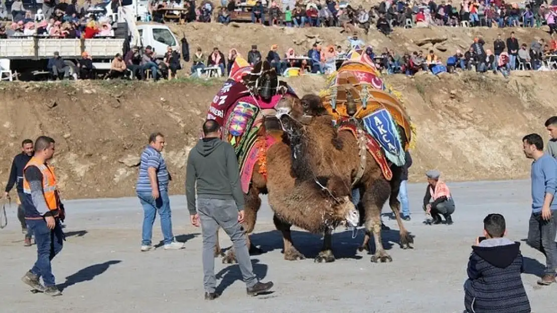 Koçarlı, Geleneksel Deve Güreşi Festivaline hazır