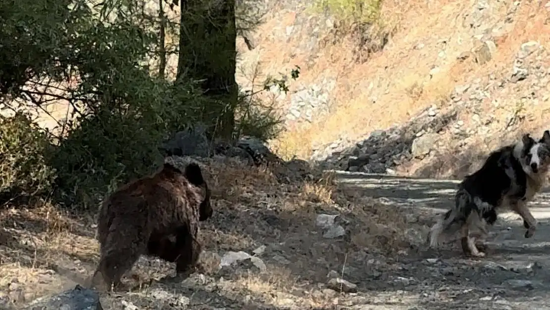 Köpeği ile gezerken yavru ayı ile karşılaştı