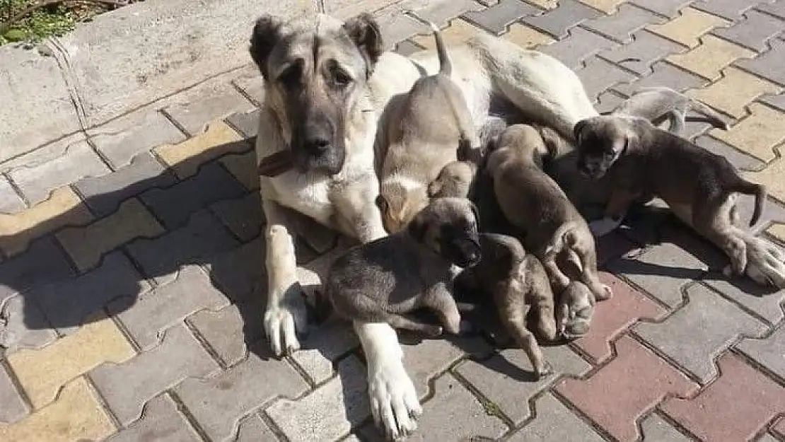 Köpeği öldüren çobana para cezası