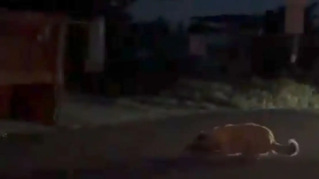 Köpeği traktörle sürükleyen şüpheli jandarma ekiplerince yakalandı