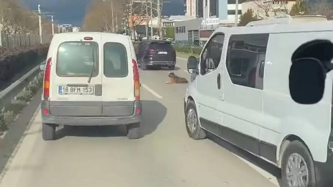 Köpeğin keyfi trafiğe kilitledi