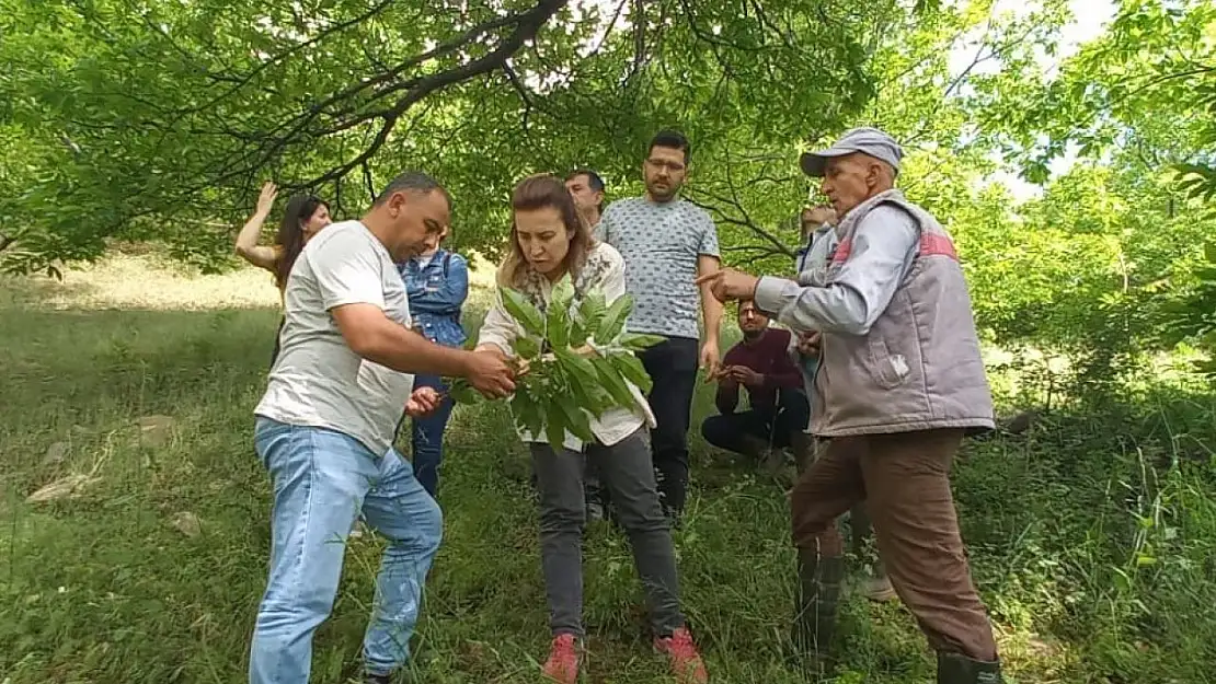 Köşk'te üreticiler Kestane Gal Arısı'na karşı bilgilendiriliyor