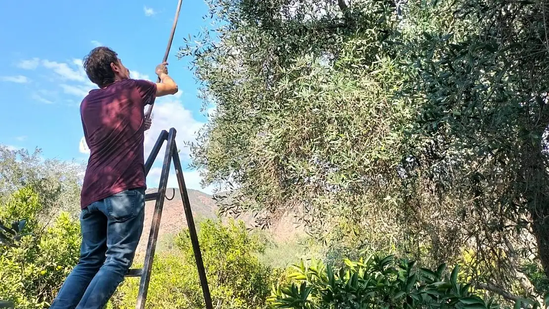 Köyceğiz'de zeytin hasadı başladı