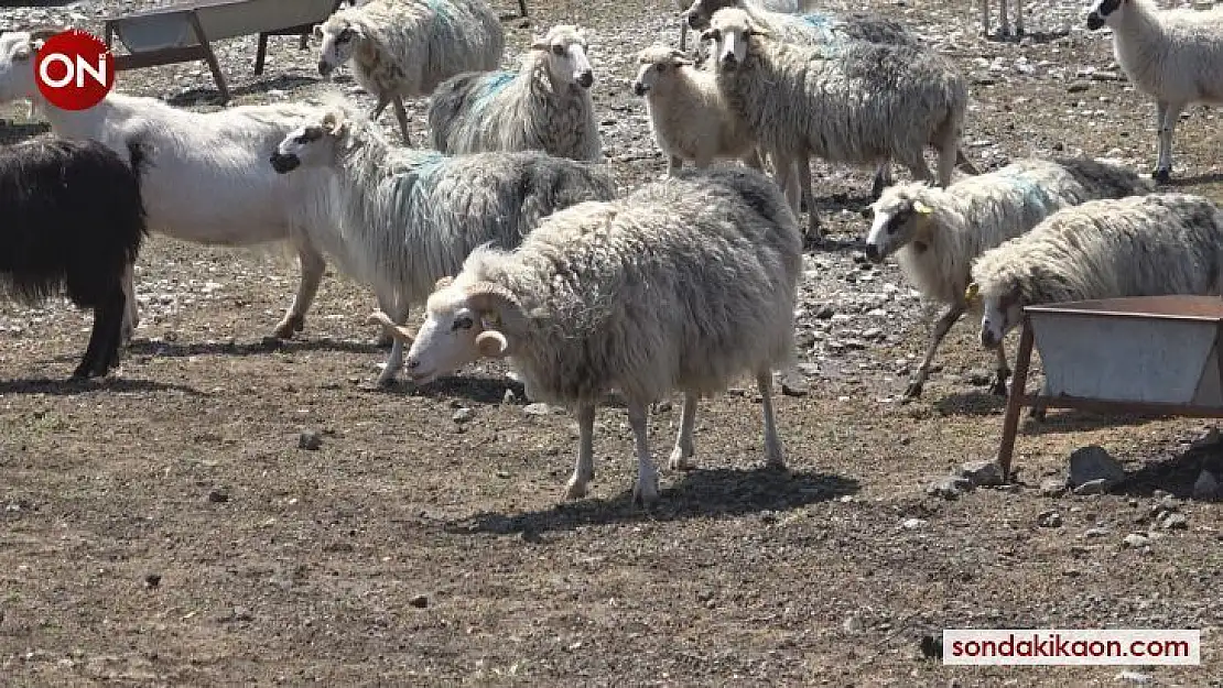 Koyun Keçi Dünyası, Gökçeada ile sahaya iniyor
