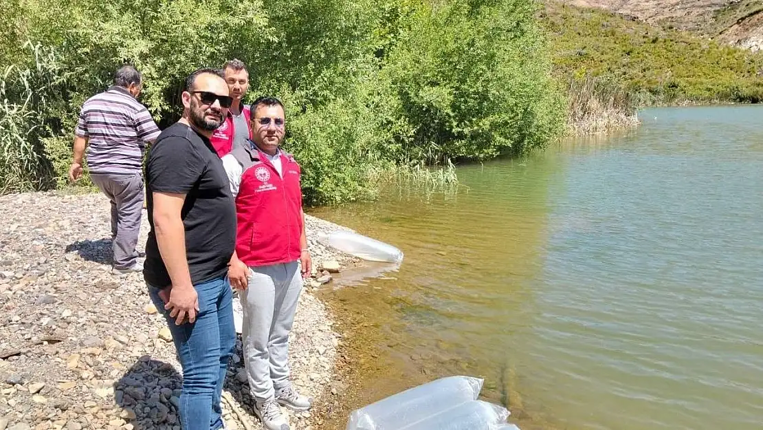 Kozağaç Baraj Gölü'ne 40 bin sazan yavrusu bırakıldı