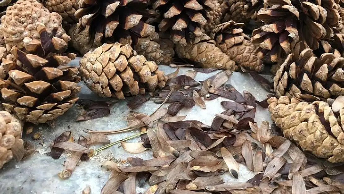 Kozalaklar yeşil vatana dönüşüyor