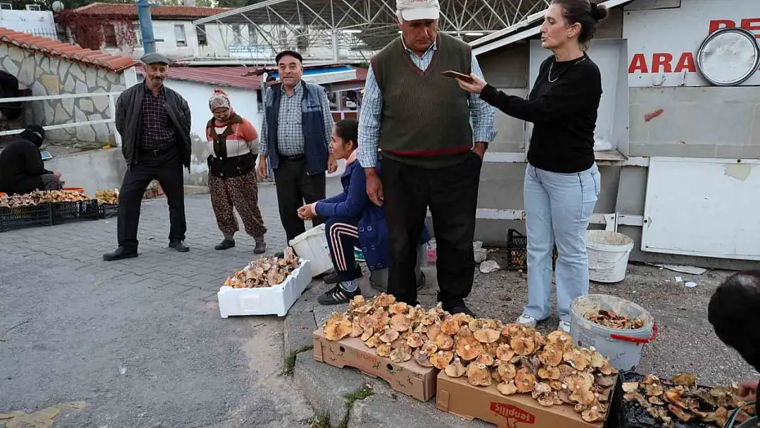 Kuraklığa rağmen Çıntar bolluğu