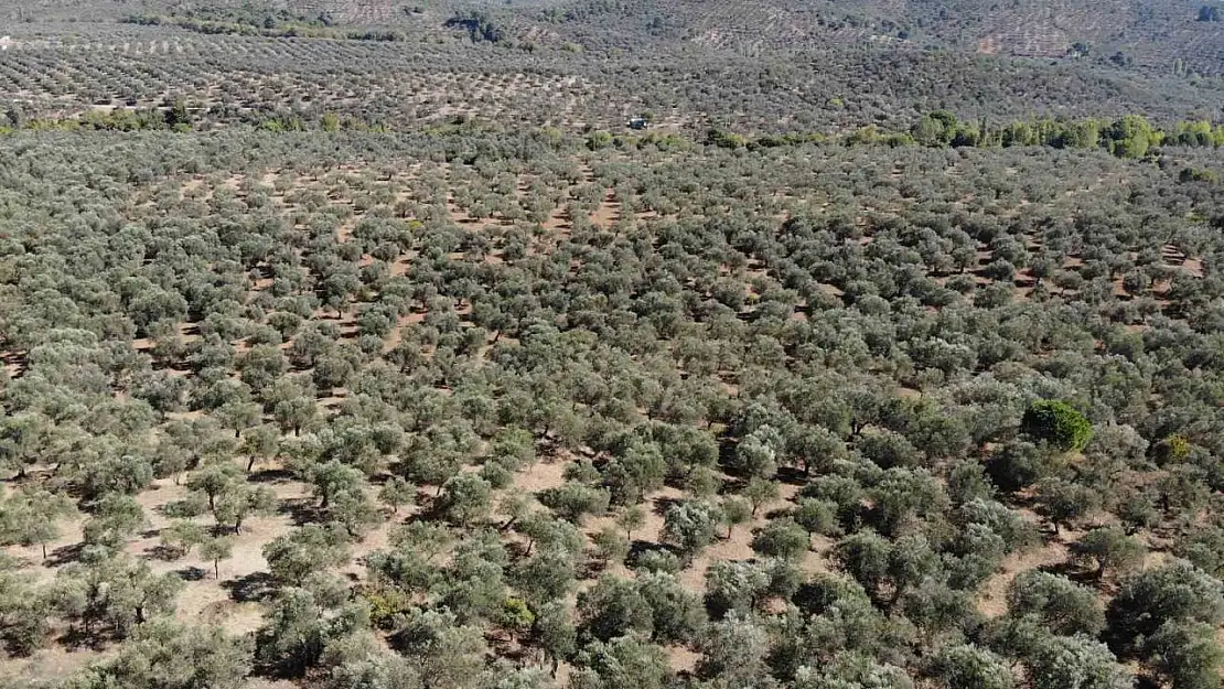 Kuraklık zeytin rekoltesini olumsuz etkileyebilir