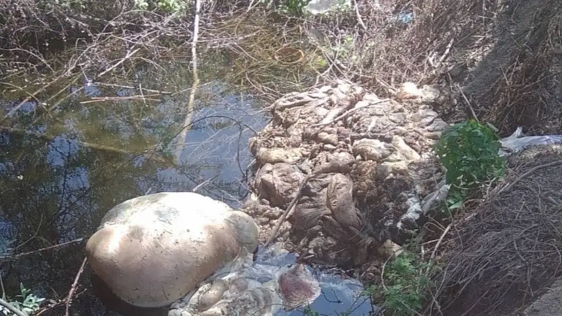 Kurban Bayramı sonrası çevre duyarsızlığına tepki