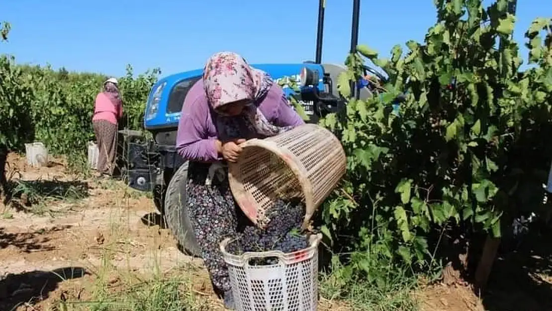 Küresel ısınma Denizli'de üzüm hasadını erken başlattı