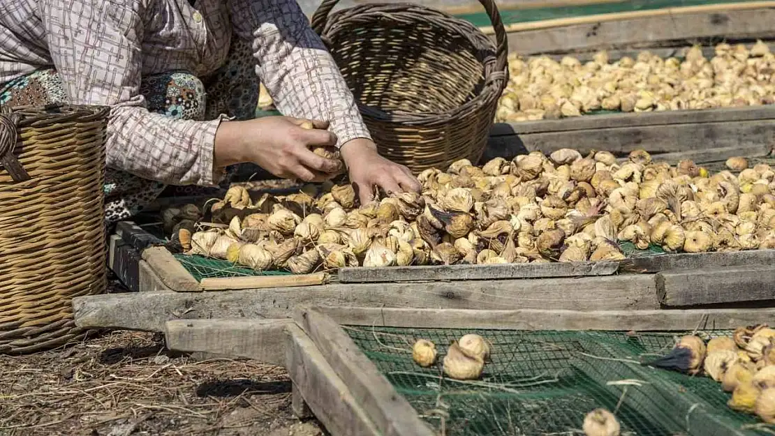 Kuru incir ihracatı 292 milyon dolarla sezonu kapattı