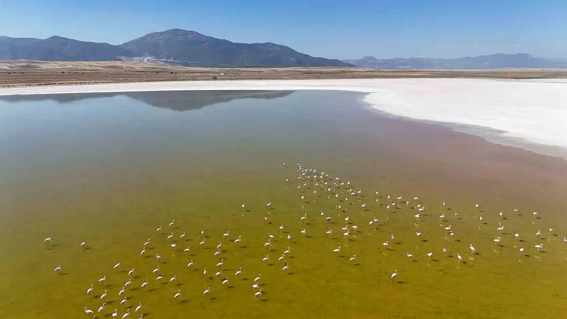 Kuş cenneti Acıgöl'de flamingoların göç yolculuğu