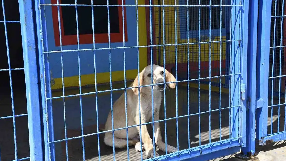 Kuşadası Belediyesi'nin orman yangınından kurtardığı can dostlar her geçen gün iyileşiyor