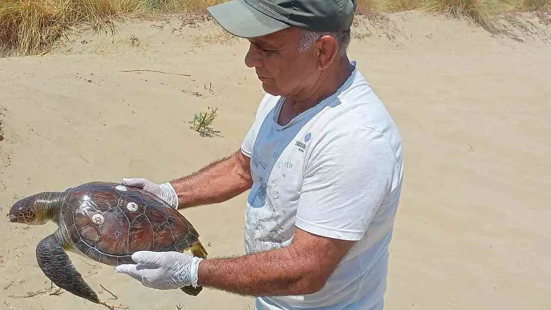 Kuşadası'nda 2 yeşil deniz kaplumbağası ölü bulundu