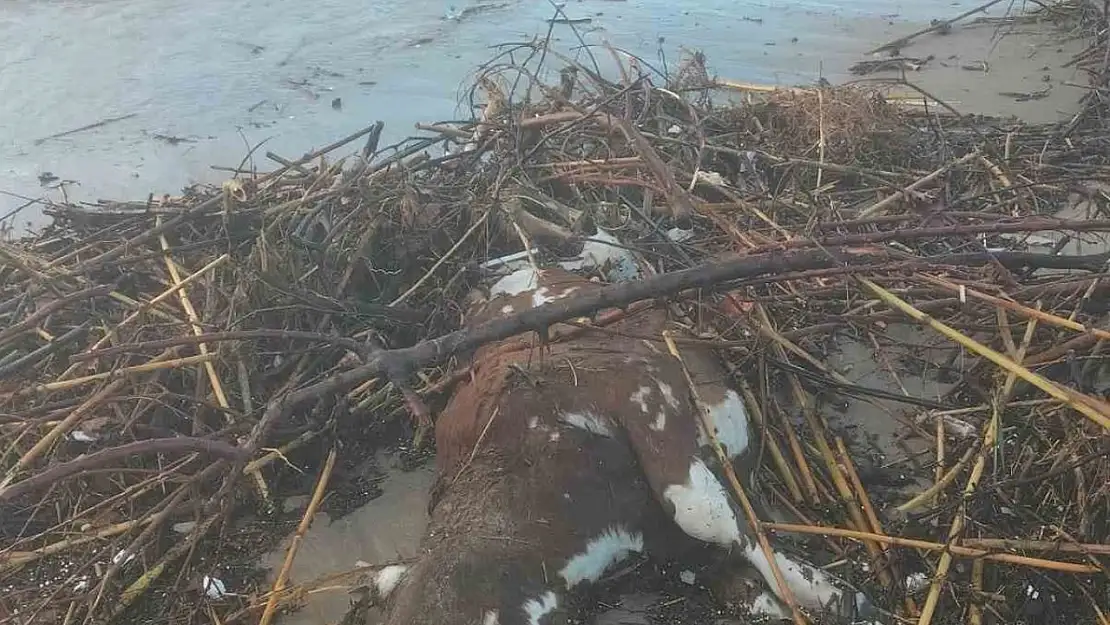 Kuşadası'nda aşırı yağış sonrası bir inek telef oldu