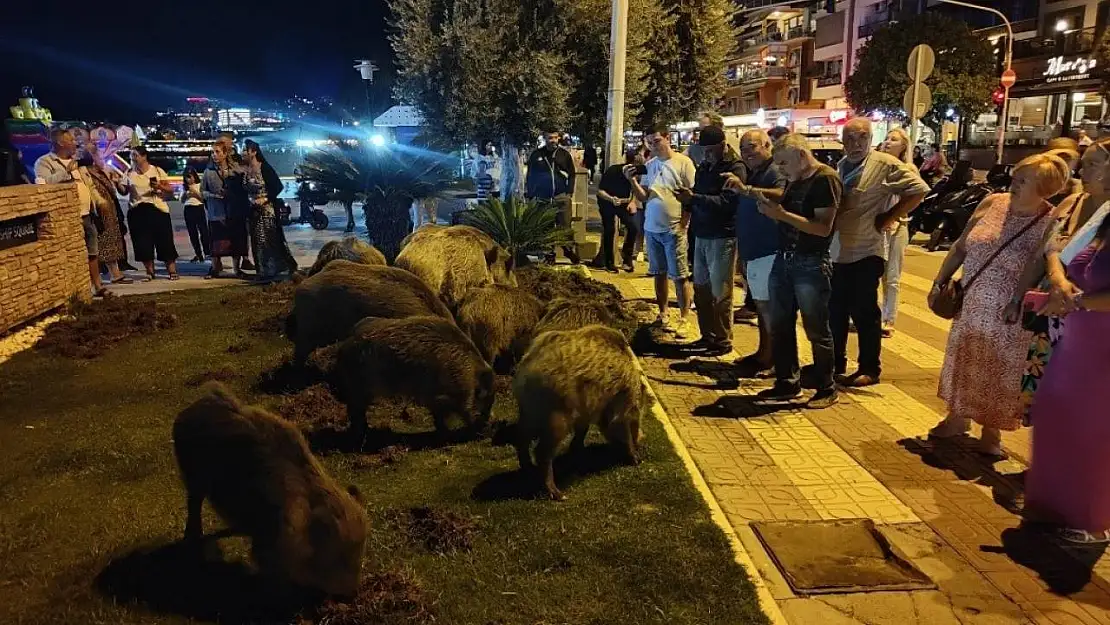 Kuşadası'nda merkeze yaban domuzları indi, o anlar kameraya yansıdı