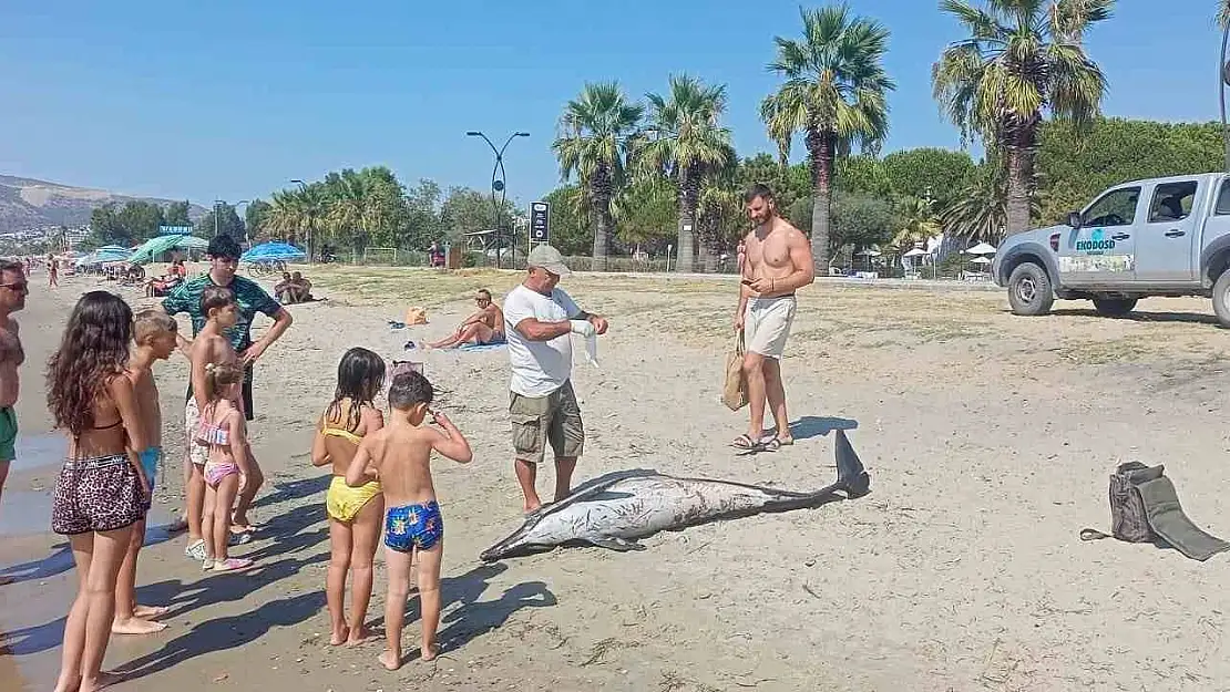 Kuşadası'nda ölü yunus sahile vurdu