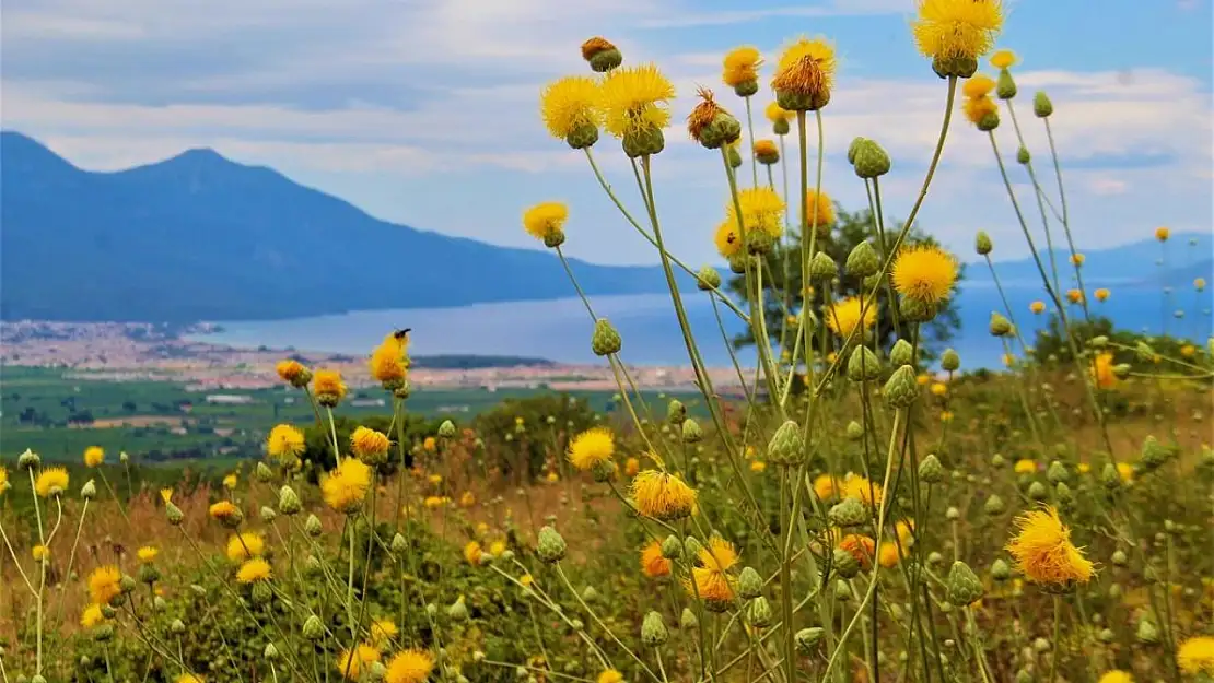 Kuşadası'nda yeni Tülüşah alanı keşfedildi