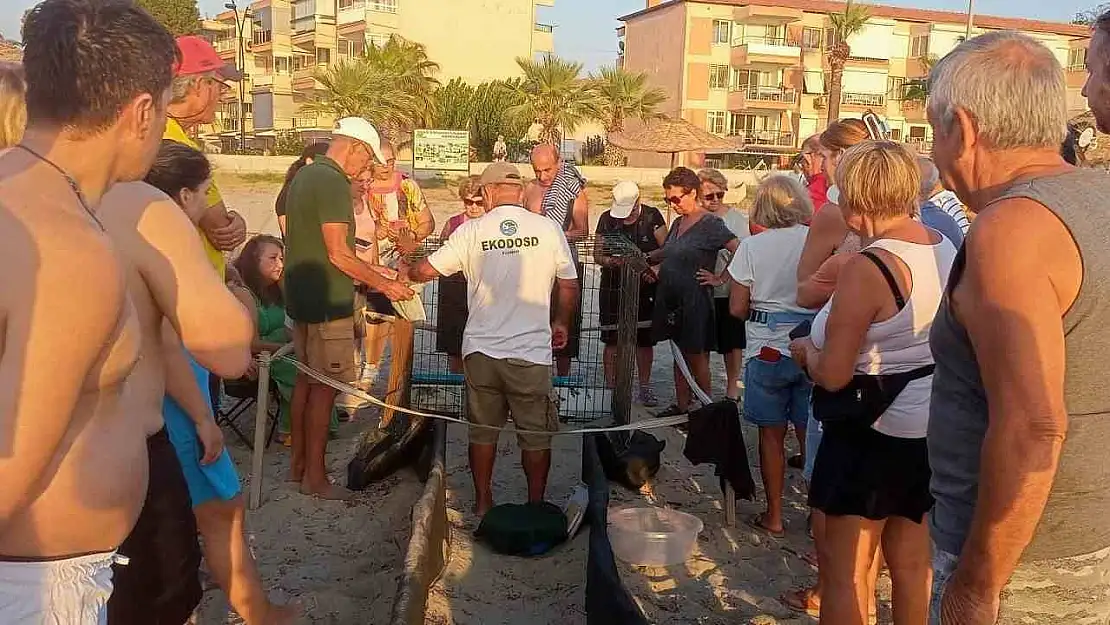 Kuşadası'nda yumurtadan çıkan son yavru caretta da özgürlüğe kulaç attı