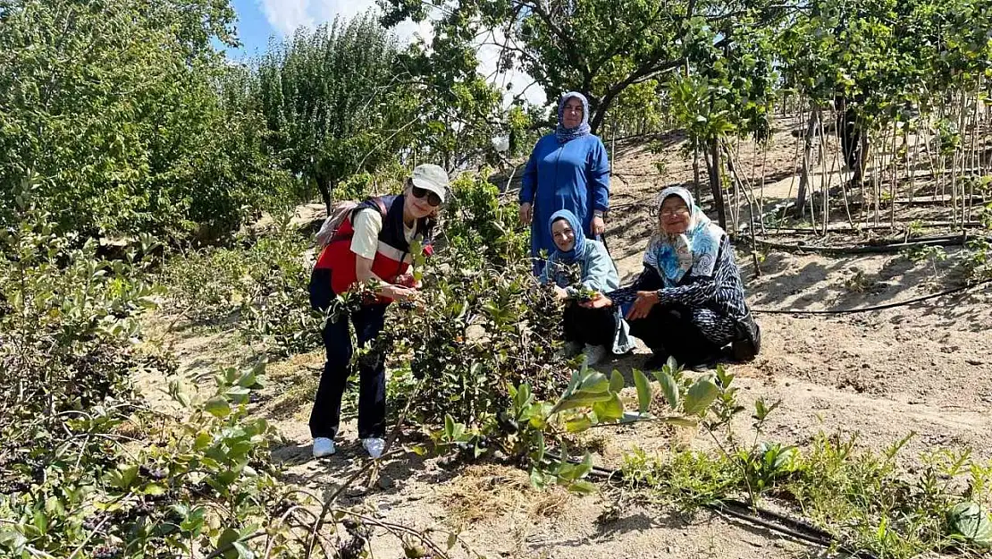 Kütahya'da ahududu üreticisi kadınlar Bursa Tarım İşletmesinde