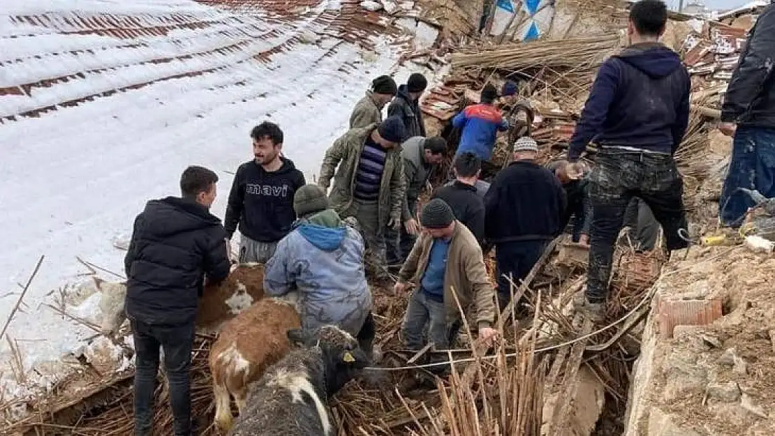 Kütahya'da çöken ahırın altında kalan 15 büyükbaş hayvanı köylüler kurtardı