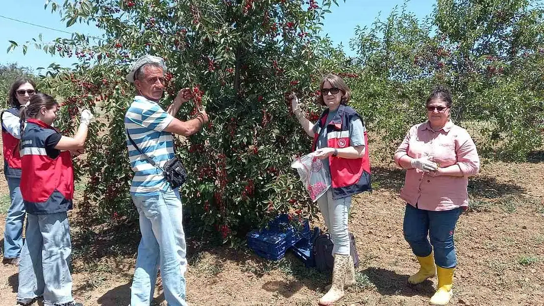 Kütahya'da kiraz ve vişne numunesi alımları