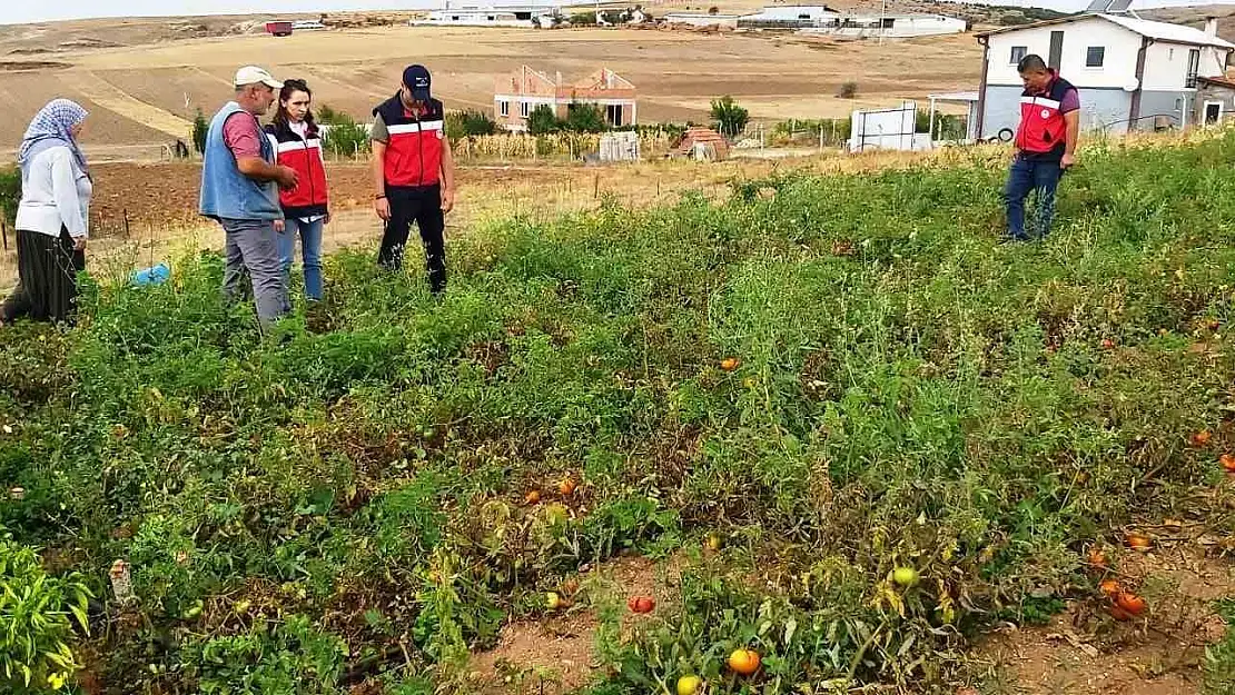 Kütahya'da TAKE projelerinden domates ve biber üretim alanları denetlendi