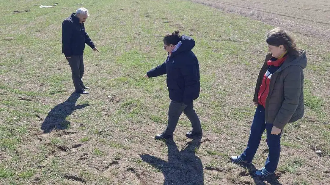 Kütahya'da tarla faresi ile mücadelede arazi kontrolleri