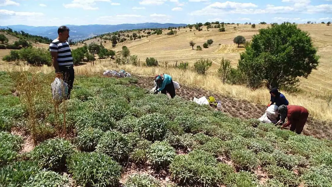 Kütahya'nın üretim merkezi olan Karsaban köyünde adaçayı hasadı başladı