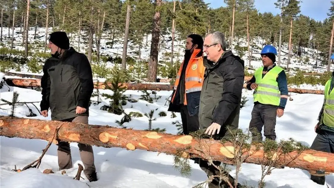 Kütahya ormanlarında silvikültür çalışması