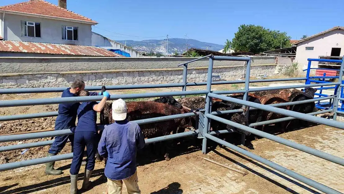 Kütahya'ya Uruguay ve Brezilya'dan getirilen besilik sığırlar kontrol edildi